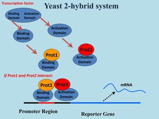 Binding
Domain
Activation
Domain
Binding
Domain
Prot1 Activation
Domain
Prot2
Reporter Gene
Promoter Region
Binding
Domain
Prot1
Activation
Domain
Prot2 mRNA
Yeast 2-hybrid system
If Prot1 and Prot2 interact:
Binding
Domain
Activation
Domain
Transcription factor
 