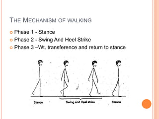 THE MECHANISM OF WALKING
 Phase 1 - Stance
 Phase 2 - Swing And Heel Strike
 Phase 3 –Wt. transference and return to stance
 