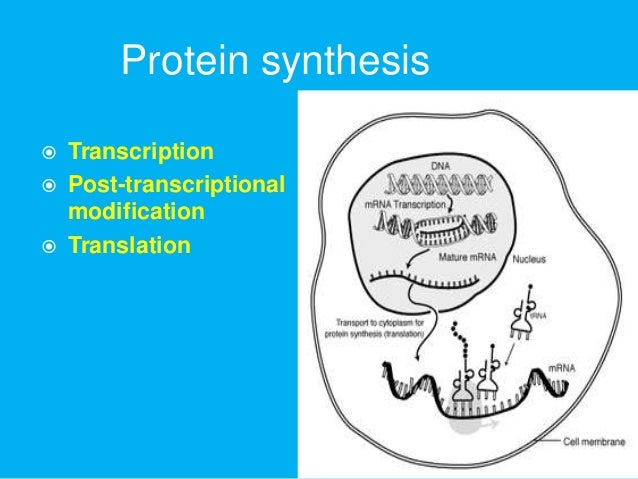 Functional role and activation of protein synthesis in insects