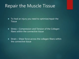 Repair the Muscle Tissue
 To heal an injury you need to optimize/repair the
Tissue
 Stress – Compression and Tension of the Collagen
fibers within the connective tissue
 Strain – Shear force across the collagen fibers within
the connective tissue
 
