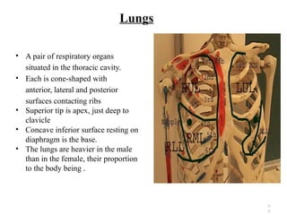 Upper Tip Comprehensive Functional Anatomy of the Respiratory System for Medical ...
