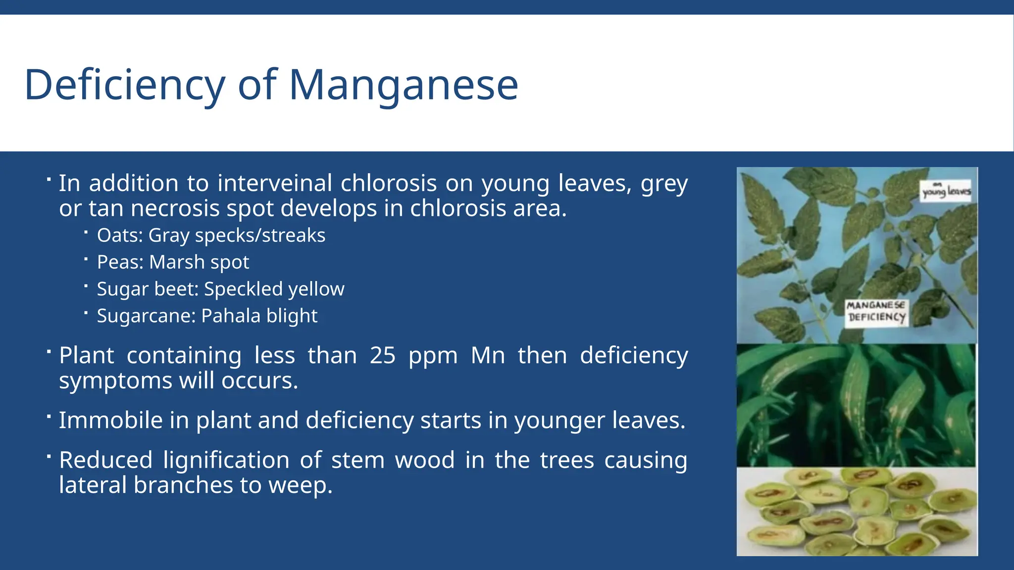 Function and deficiency symptoms of micronutrients.pptx