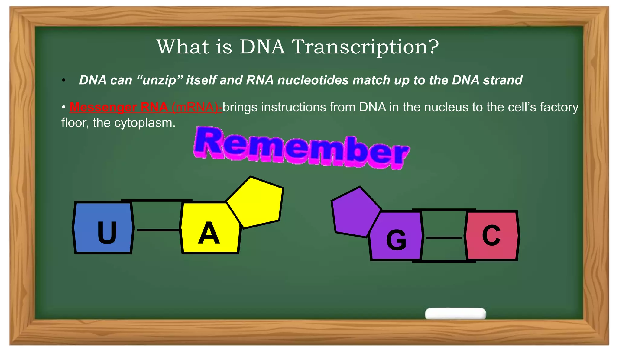 FUnction and Structure of DNA and RNA.pptx