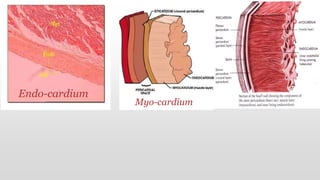 Endo-cardium
Myo-cardium
 