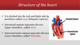 Structure of the heart
 It is divided into the Left and Right side by
partitions called septa (Singular septum)
 Interatrial septum separates the two
Upper chambers , called Atria
 Interventricular septum separates the two
Lower chambers, called Ventricles
 