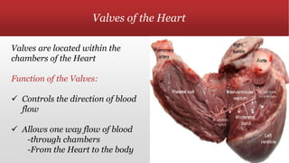 Valves of the Heart
Valves are located within the
chambers of the Heart
Function of the Valves:
 Controls the direction of blood
flow
 Allows one way flow of blood
-through chambers
-From the Heart to the body
 