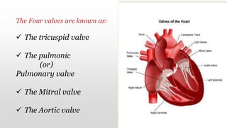 The Four valves are known as:
 The tricuspid valve
 The pulmonic
(or)
Pulmonary valve
 The Mitral valve
 The Aortic valve
 