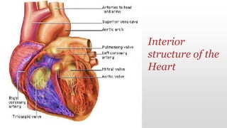Interior
structure of the
Heart
 