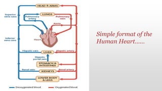 Simple format of the
Human Heart……
 
