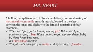 MR. HEART
A hollow, pump like organ of blood circulation, composed mainly of
rhythmically contractile smooth muscle, located in the chest
between the lungs and slightly to the left and consisting of four
chambers.
 When 140 bpm, you're having a baby girl. Below 140 bpm,
you're carrying a boy. When under pregnancy, can detect baby
by those heart beat rate.
 It’s Pure white in color.
 Weight is abt 280-340 g in males and 230-280 g in females.
 
