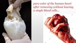 pure color of the human heart
after removing without leaving
a single blood cells…
 