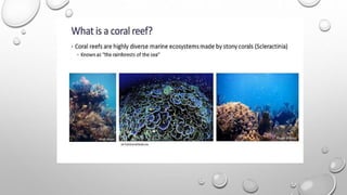 Function of coral reef..