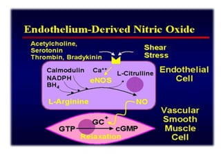 Function of endothelium in health and disease | PPTX