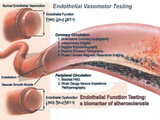 Function of endothelium in health and disease | PPTX