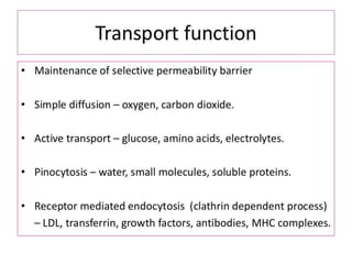 Function of endothelium in health and disease | PPTX