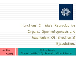 Functions Of Male Reproductive
Organs, Spermatogenesis and
Mechanism Of Erection &
Ejaculation.
Saadiya
Naeemi
SBB Dewan University,
Dewan Institute Of Rehabilitation Sciences.
 
