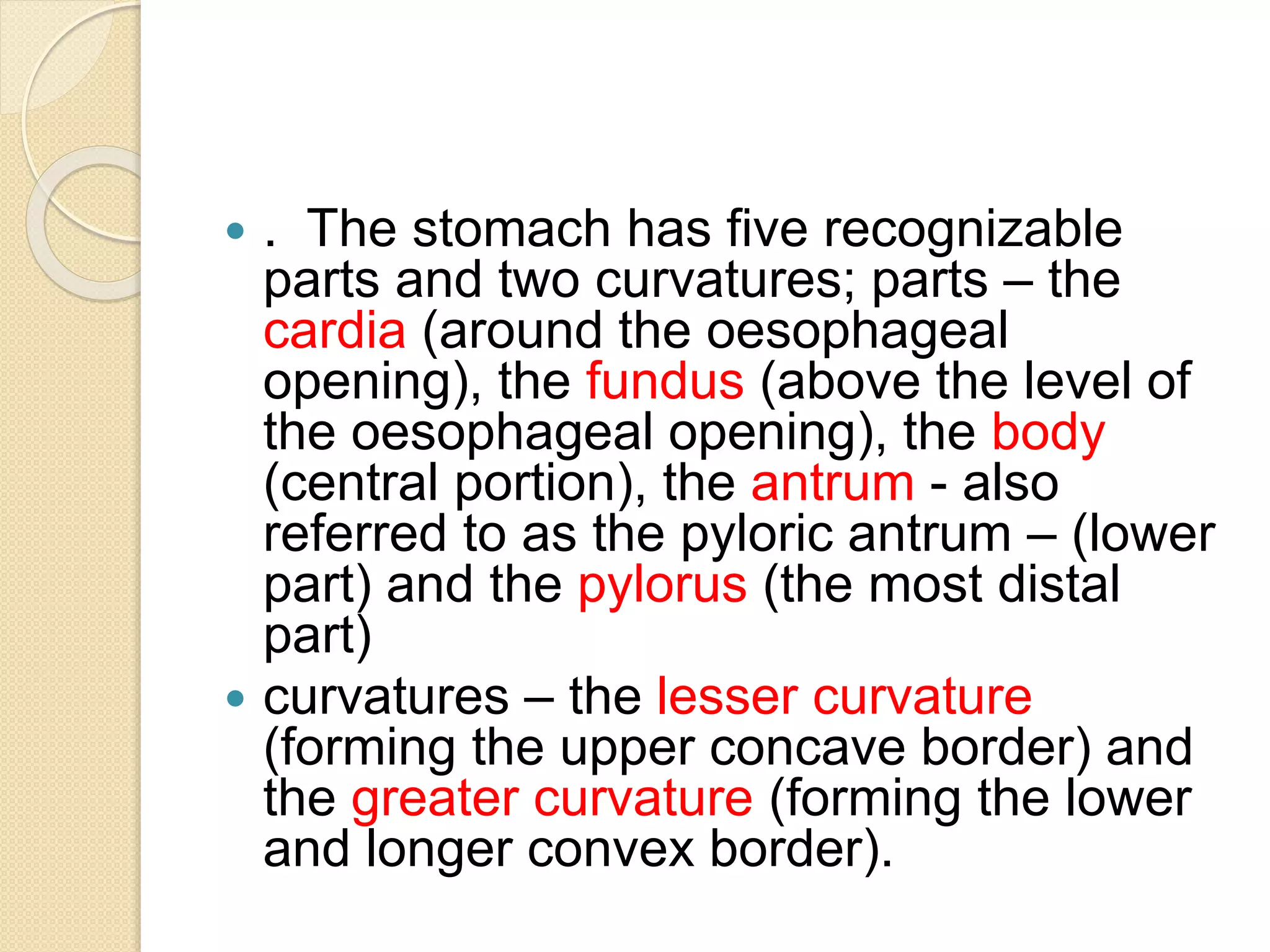  . The stomach has five recognizable
parts and two curvatures; parts – the
cardia (around the oesophageal
opening), the fundus (above the level of
the oesophageal opening), the body
(central portion), the antrum - also
referred to as the pyloric antrum – (lower
part) and the pylorus (the most distal
part)
 curvatures – the lesser curvature
(forming the upper concave border) and
the greater curvature (forming the lower
and longer convex border).
 