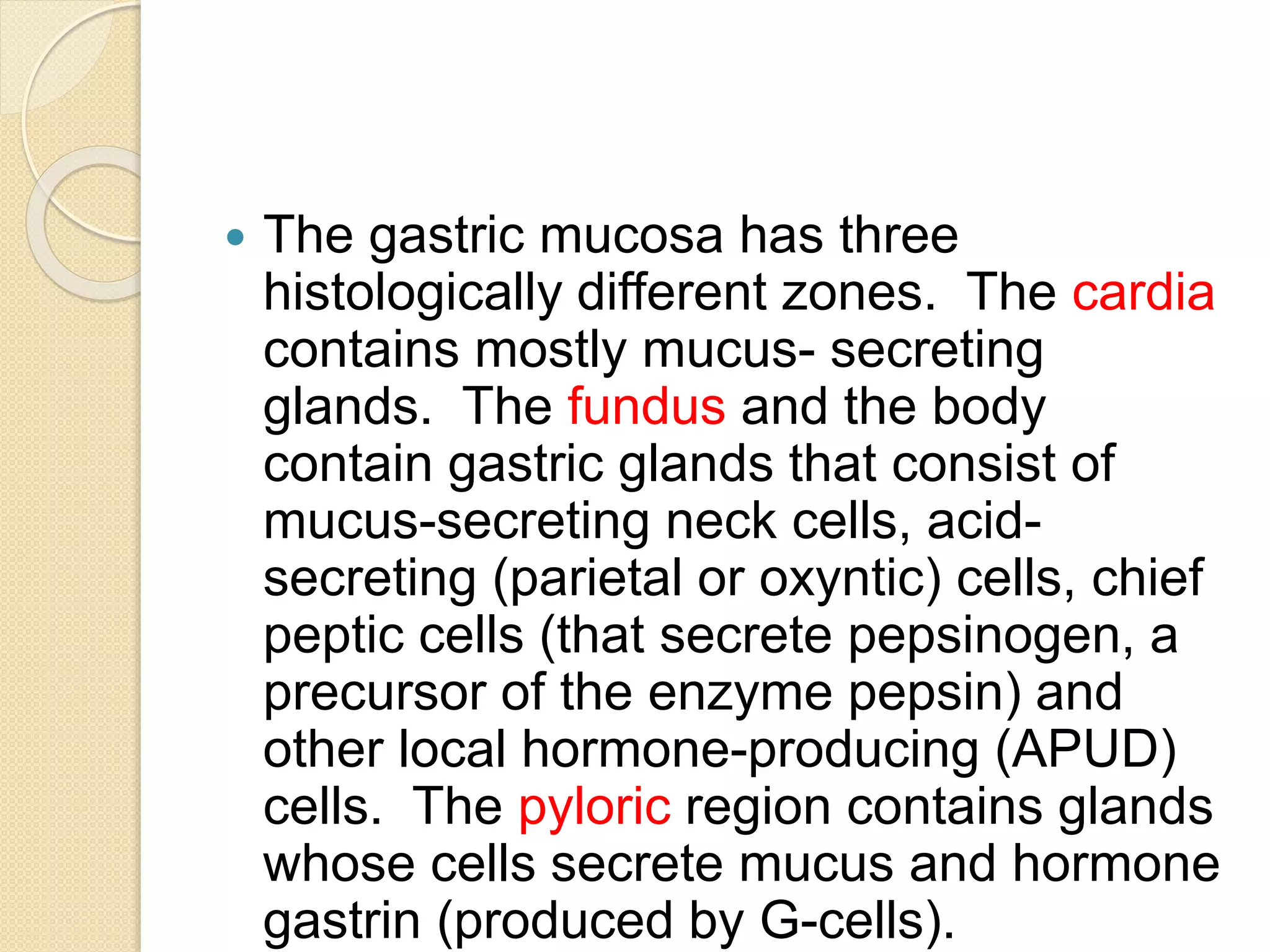  The gastric mucosa has three
histologically different zones. The cardia
contains mostly mucus- secreting
glands. The fundus and the body
contain gastric glands that consist of
mucus-secreting neck cells, acid-
secreting (parietal or oxyntic) cells, chief
peptic cells (that secrete pepsinogen, a
precursor of the enzyme pepsin) and
other local hormone-producing (APUD)
cells. The pyloric region contains glands
whose cells secrete mucus and hormone
gastrin (produced by G-cells).
 