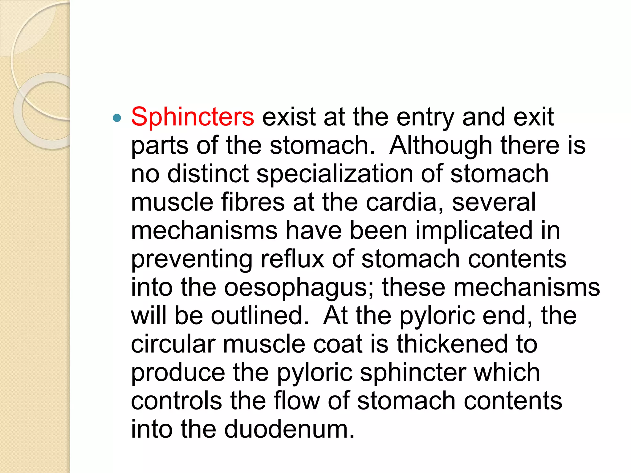  Sphincters exist at the entry and exit
parts of the stomach. Although there is
no distinct specialization of stomach
muscle fibres at the cardia, several
mechanisms have been implicated in
preventing reflux of stomach contents
into the oesophagus; these mechanisms
will be outlined. At the pyloric end, the
circular muscle coat is thickened to
produce the pyloric sphincter which
controls the flow of stomach contents
into the duodenum.
 