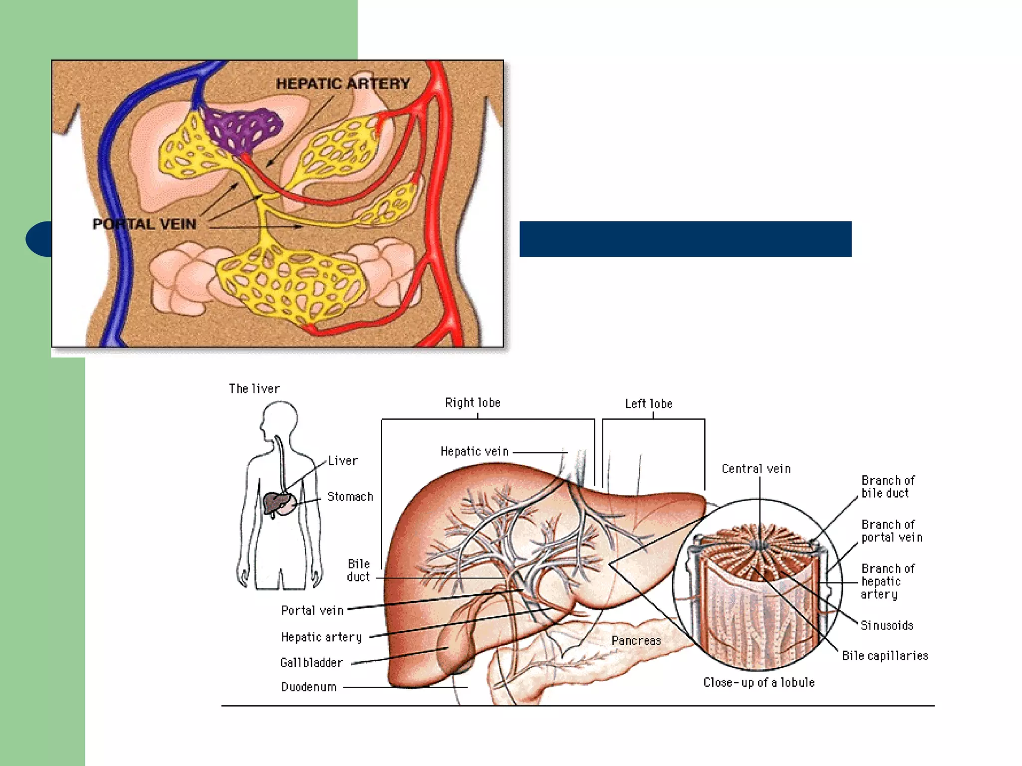 Liver visual data 5