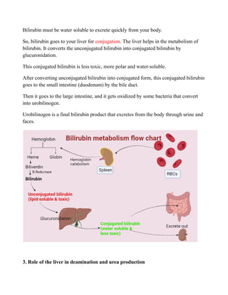 Bilirubin must be water soluble to excrete quickly from your body.
So, bilirubin goes to your liver for conjugation. The liver helps in the metabolism of
bilirubin. It converts the unconjugated bilirubin into conjugated bilirubin by
glucuronidation.
This conjugated bilirubin is less toxic, more polar and water-soluble.
After converting unconjugated bilirubin into conjugated form, this conjugated bilirubin
goes to the small intestine (duodenum) by the bile duct.
Then it goes to the large intestine, and it gets oxidized by some bacteria that convert
into urobilinogen.
Urobilinogen is a final bilirubin product that excretes from the body through urine and
faces.
3. Role of the liver in deamination and urea production
 