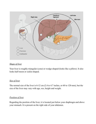 Shape of liver
Your liver is roughly triangular (cone) or wedge-shaped (looks like a pillow). It also
looks half-moon or sickle-shaped.
Size of liver
The normal size of the liver is 6-12 cm (2.4 to 4.7 inches, or 60 to 120 mm), but the
size of the liver may vary with age, sex, height and weight.
Position of liver
Regarding the position of the liver, it is located just below your diaphragm and above
your stomach. It is present on the right side of your abdomen.
 