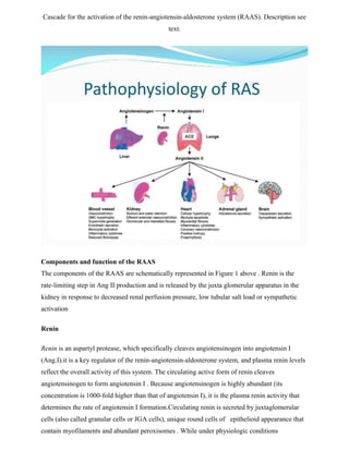 Cascade for the activation of the renin-angiotensin-aldosterone system (RAAS). Description see
text.
Components and function of the RAAS
The components of the RAAS are schematically represented in Figure 1 above . Renin is the
rate-limiting step in Ang II production and is released by the juxta glomerular apparatus in the
kidney in response to decreased renal perfusion pressure, low tubular salt load or sympathetic
activation
Renin
Renin is an aspartyl protease, which specifically cleaves angiotensinogen into angiotensin I
(Ang.I).it is a key regulator of the renin-angiotensin-aldosterone system, and plasma renin levels
reflect the overall activity of this system. The circulating active form of renin cleaves
angiotensinogen to form angiotensin I . Because angiotensinogen is highly abundant (its
concentration is 1000-fold higher than that of angiotensin I), it is the plasma renin activity that
determines the rate of angiotensin I formation.Circulating renin is secreted by juxtaglomerular
cells (also called granular cells or JGA cells), unique round cells of epithelioid appearance that
contain myofilaments and abundant peroxisomes . While under physiologic conditions
 