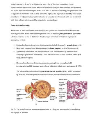 juxtaglomerular cells are located just at the outer edge of the renal interstitium (in the
juxtaglomerular interstitium, at the walls of afferent arterioles just at the entrance into glomeruli,
but is also detected in other organs with a local RAAS. Release of renin by juxtaglomerular cells
is regulated by hormones such as atrial natriuretic peptide and angiotensin II and by local factors
contributed by adjacent tubular epithelial cells, by vascular smooth muscle cells and endothelial
cells from afferent arterioles and by sympathetic nerve endings .
Control of renin release:
The release of renin requires the uses the adenylate cyclase and formation of cAMP as second
messenger system. Renin released from granular cells of the renal juxtaglomerular apparatus
(JGA) in response to one of the factors thus leading to activation of the renin-angiotensin-
aldosterone system:
 Reduced sodium delivery to the distal convoluted tubule detected by macula densa cells.
 Decreased pressure in the kidney detected by baroreceptors in the afferent arteriole.
 Sympathetic stimulation: the juxtaglomerular cells are innervated by abundant beta -
adrenergic sympathetic nerve fibers. Their activation leads to renin secretion of the JGA
via β1 adrenoreceptors.
 Hormonal mechanisms: histamine, dopamine, epinephrine, prostaglandin I2
(prostacyclin) and E2 stimulate renin release. Inhibitory effects have angiotensin II, ANF,
The release of renin is inhibited by atrial natriuretic peptide (ANP), which is released
by stretched atria in response to increases in blood pressure endothelin and vasopressin.
Fig 2 – The juxtaglomerular apparatus demonstrated as a diagram, accompanied by an electron
micrograph of it in situ
 