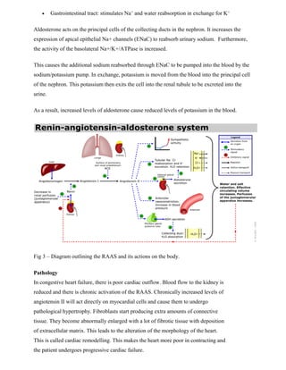  Gastrointestinal tract: stimulates Na+
and water reabsorption in exchange for K+
Aldosterone acts on the principal cells of the collecting ducts in the nephron. It increases the
expression of apical epithelial Na+ channels (ENaC) to reabsorb urinary sodium. Furthermore,
the activity of the basolateral Na+/K+/ATPase is increased.
This causes the additional sodium reabsorbed through ENaC to be pumped into the blood by the
sodium/potassium pump. In exchange, potassium is moved from the blood into the principal cell
of the nephron. This potassium then exits the cell into the renal tubule to be excreted into the
urine.
As a result, increased levels of aldosterone cause reduced levels of potassium in the blood.
Fig 3 – Diagram outlining the RAAS and its actions on the body.
Pathology
In congestive heart failure, there is poor cardiac outflow. Blood flow to the kidney is
reduced and there is chronic activation of the RAAS. Chronically increased levels of
angiotensin II will act directly on myocardial cells and cause them to undergo
pathological hypertrophy. Fibroblasts start producing extra amounts of connective
tissue. They become abnormally enlarged with a lot of fibrotic tissue with deposition
of extracellular matrix. This leads to the alteration of the morphology of the heart.
This is called cardiac remodelling. This makes the heart more poor in contracting and
the patient undergoes progressive cardiac failure.
 