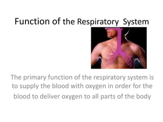 Function of the Respiratory System


         S U P P LY




The primary function of the respiratory system is
to supply the blood with oxygen in order for the
 blood to deliver oxygen to all parts of the body
 