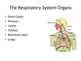 The Respiratory System Organs
•   Nasal Cavity
•   Pharynx
•   Larynx
•   Trachea
•   Bronchial tubes
•   Lungs
 