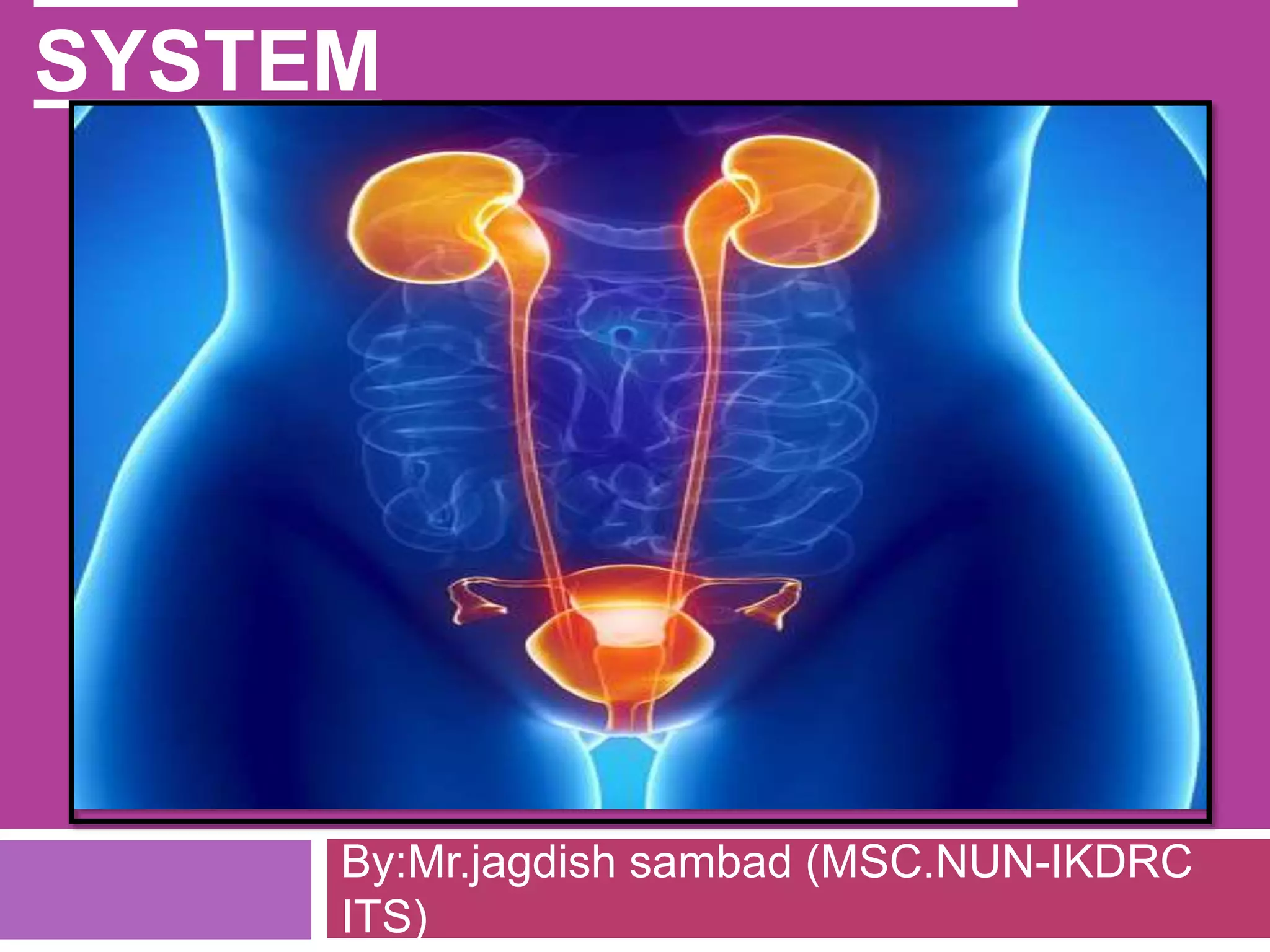 Genitory System Function/physiology of genitourinary system | PPTX