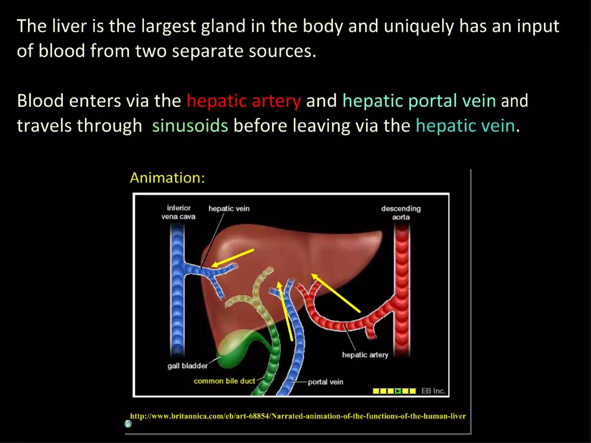 Functions Of The Liver | PPT