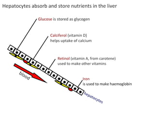Functions Of The Liver | PPT