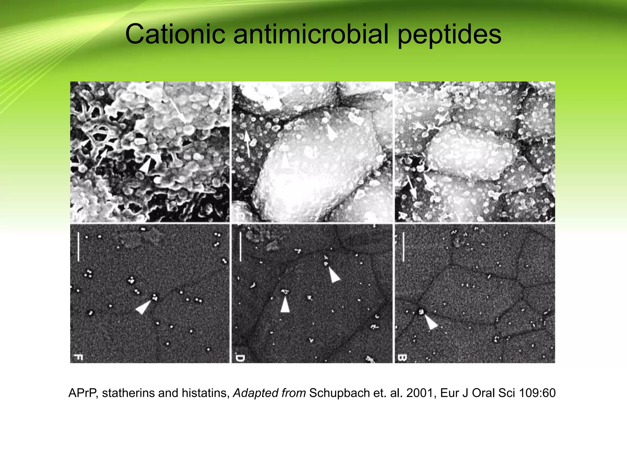 Cationic antimicrobial peptides
APrP, statherins and histatins, Adapted from Schupbach et. al. 2001, Eur J Oral Sci 109:60
 