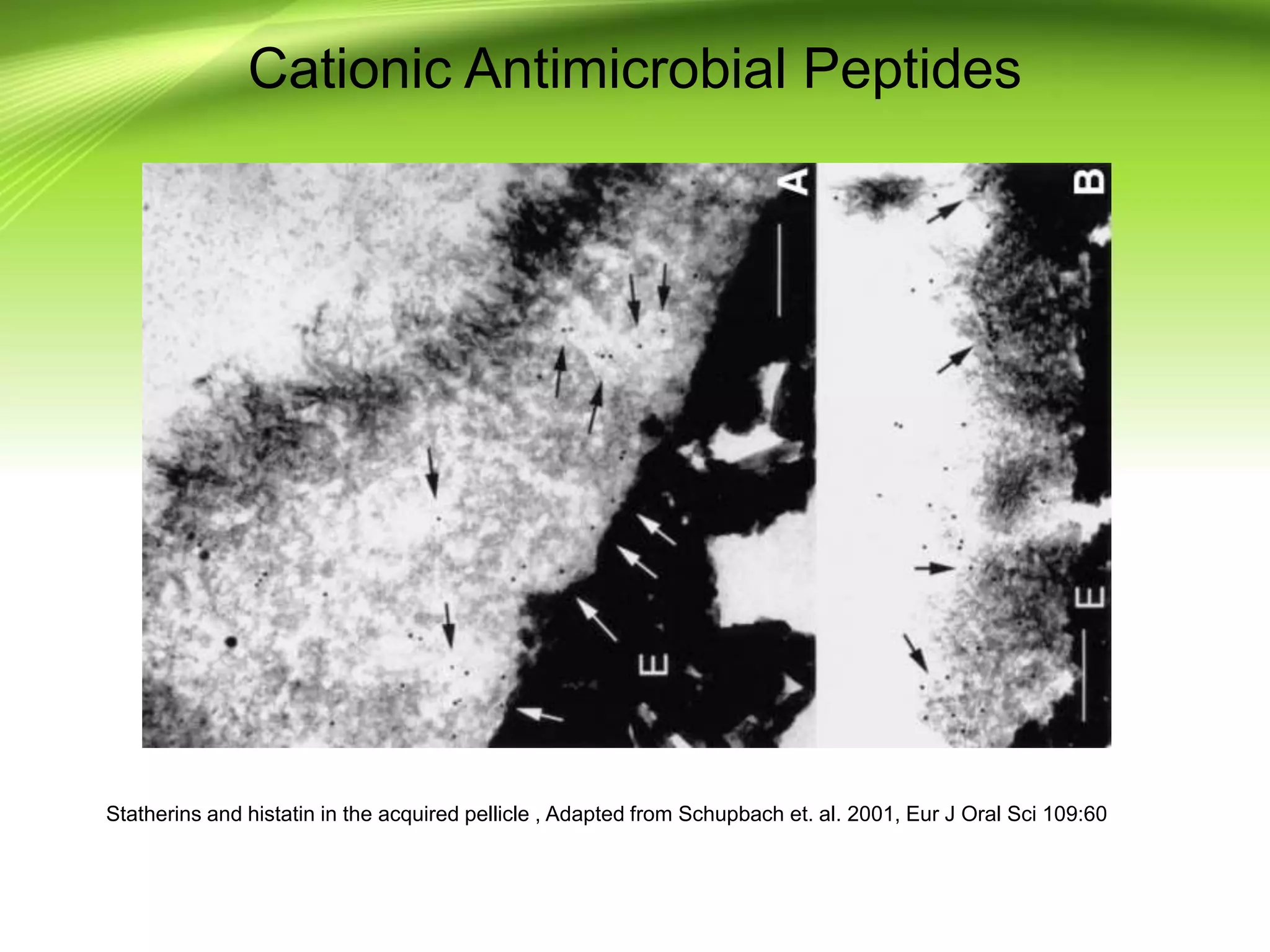 Cationic Antimicrobial Peptides
Statherins and histatin in the acquired pellicle , Adapted from Schupbach et. al. 2001, Eur J Oral Sci 109:60
 