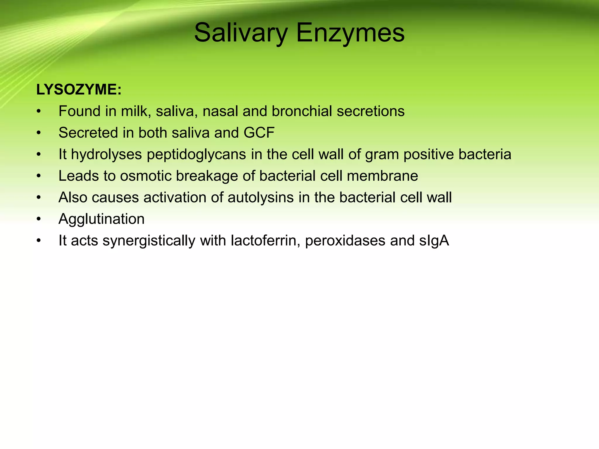 Salivary Enzymes
LYSOZYME:
• Found in milk, saliva, nasal and bronchial secretions
• Secreted in both saliva and GCF
• It hydrolyses peptidoglycans in the cell wall of gram positive bacteria
• Leads to osmotic breakage of bacterial cell membrane
• Also causes activation of autolysins in the bacterial cell wall
• Agglutination
• It acts synergistically with lactoferrin, peroxidases and sIgA
 