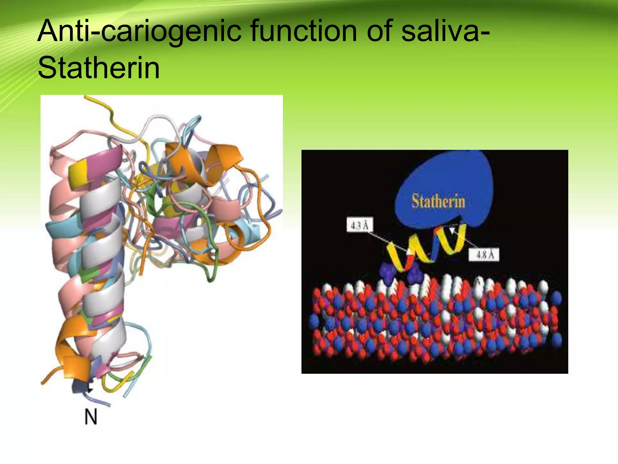 Anti-cariogenic function of saliva-
Statherin
 