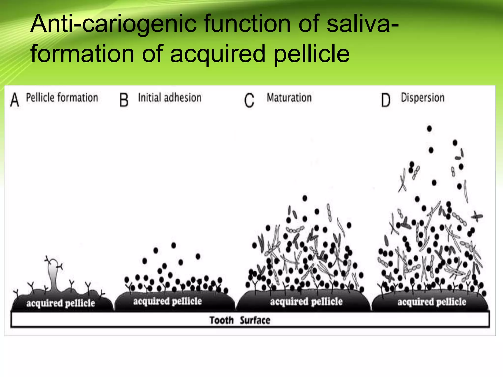 Anti-cariogenic function of saliva-
formation of acquired pellicle
 