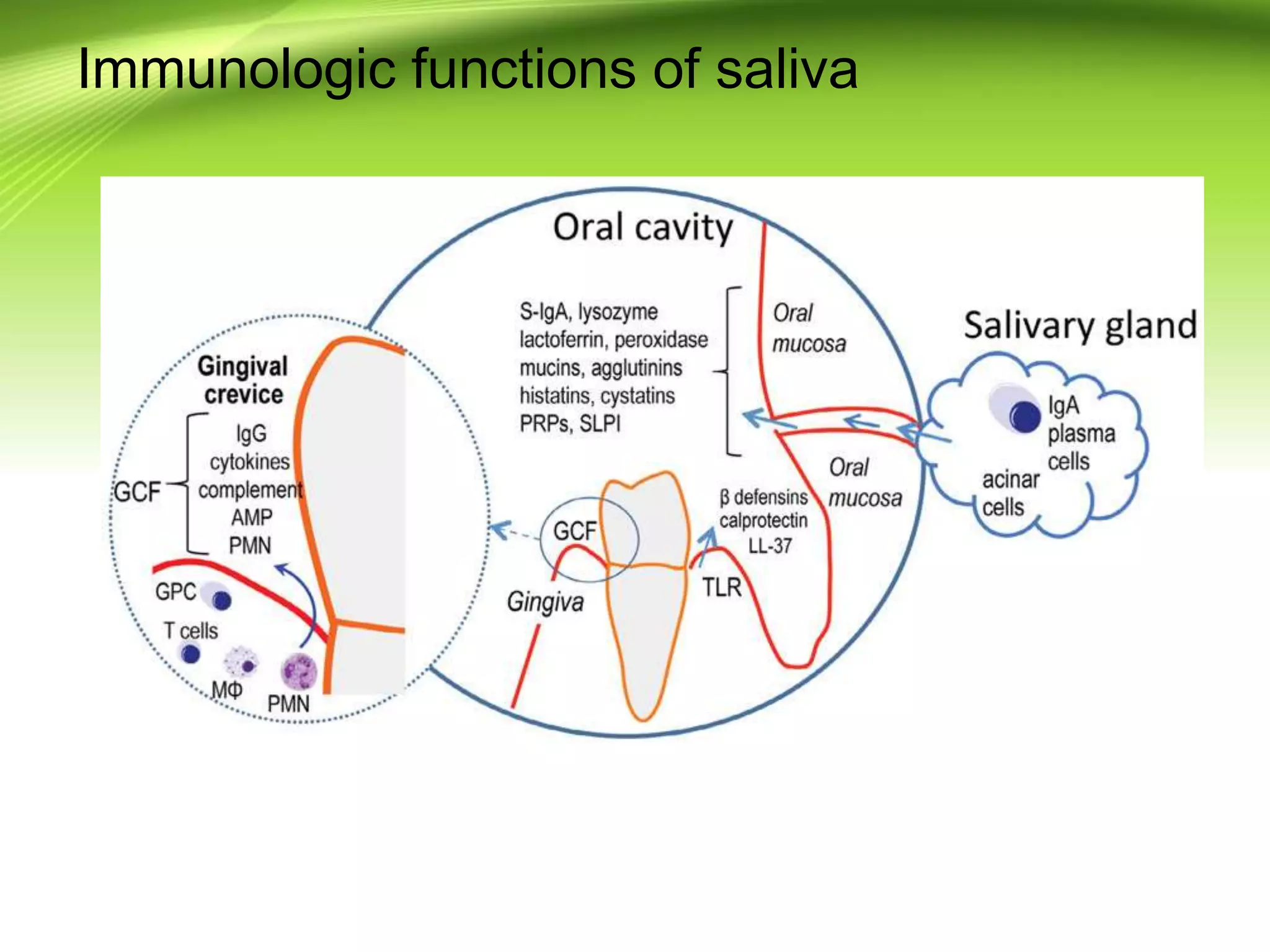 Immunologic functions of saliva
 