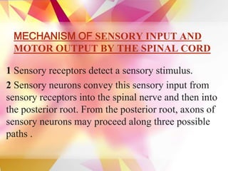 Functions and ascending tract of spinal cord | PPTX
