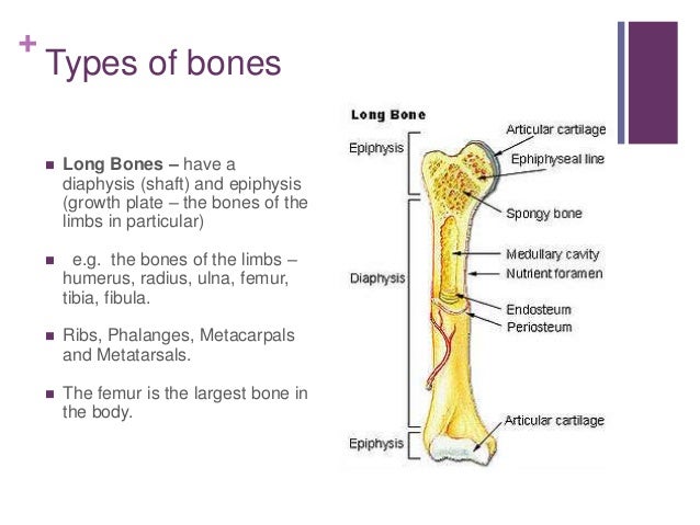 Functions and types of bones