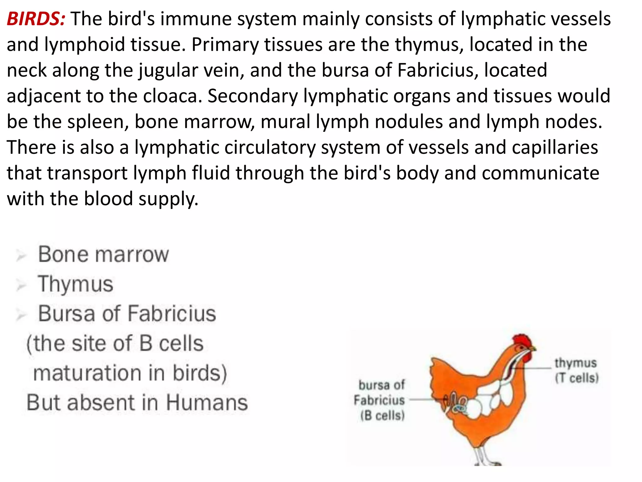 Functions, comparative structures and congenital defects | PPTX