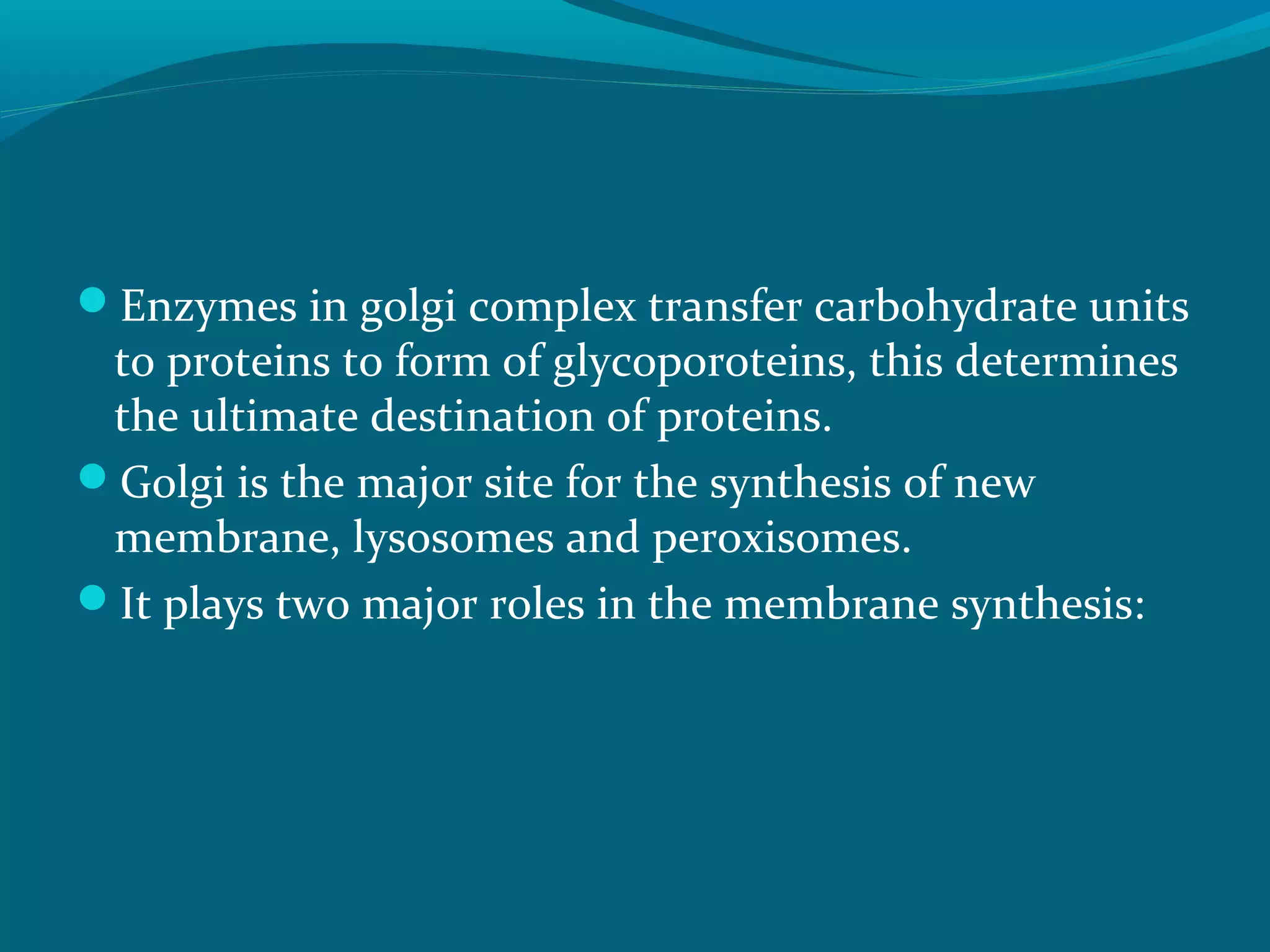 Enzymes in golgi complex transfer carbohydrate units
to proteins to form of glycoporoteins, this determines
the ultimate destination of proteins.
Golgi is the major site for the synthesis of new
membrane, lysosomes and peroxisomes.
It plays two major roles in the membrane synthesis:
 