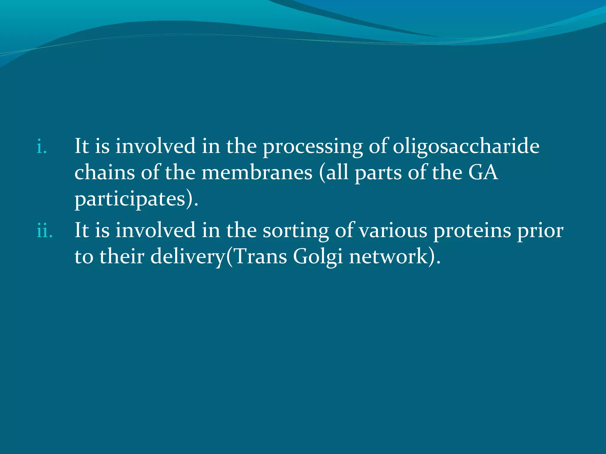 i. It is involved in the processing of oligosaccharide
chains of the membranes (all parts of the GA
participates).
ii. It is involved in the sorting of various proteins prior
to their delivery(Trans Golgi network).
 