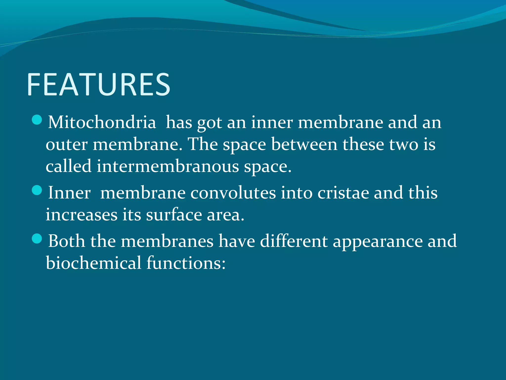 FEATURES
Mitochondria has got an inner membrane and an
outer membrane. The space between these two is
called intermembranous space.
Inner membrane convolutes into cristae and this
increases its surface area.
Both the membranes have different appearance and
biochemical functions:
 