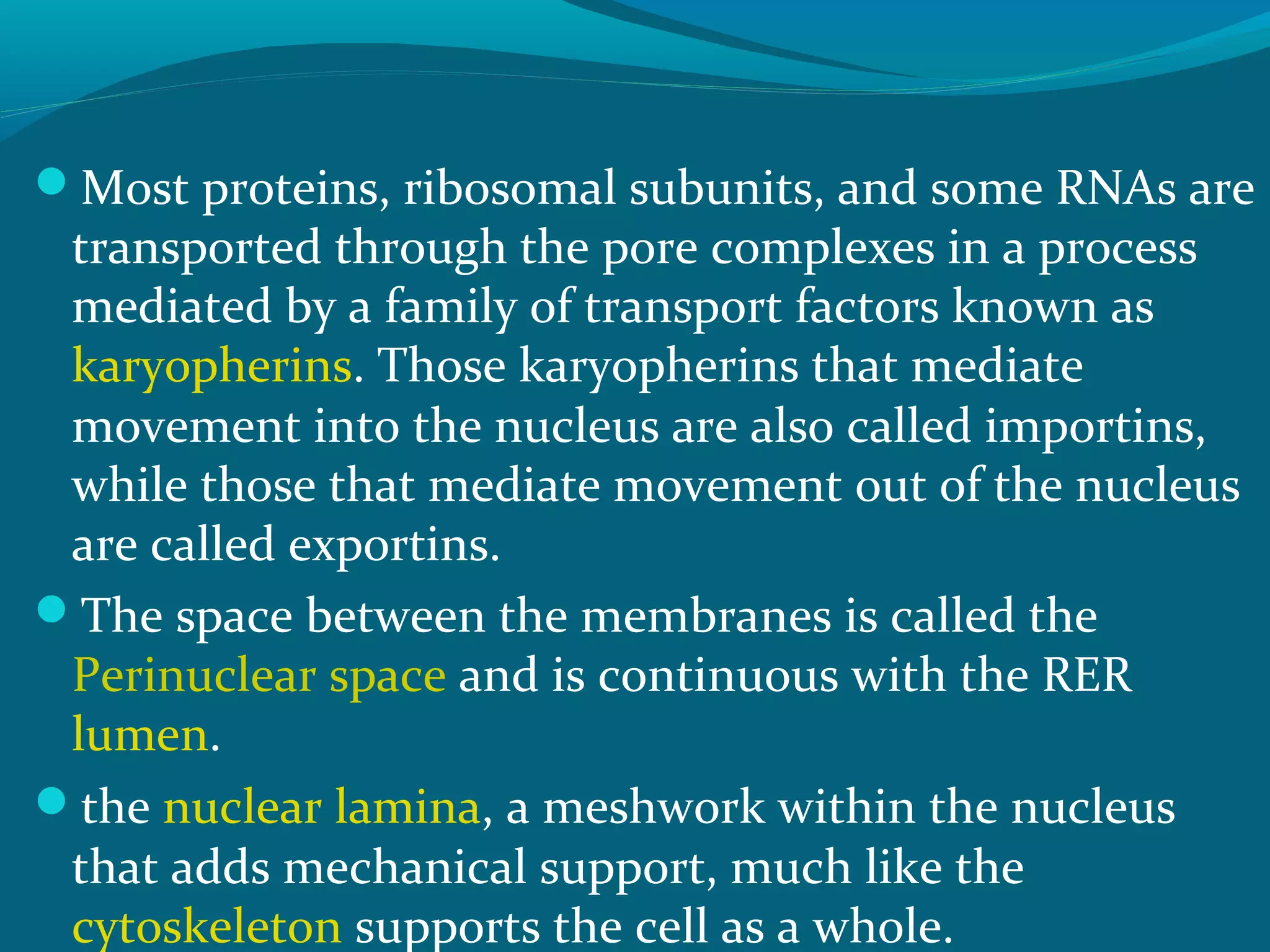 Most proteins, ribosomal subunits, and some RNAs are
transported through the pore complexes in a process
mediated by a family of transport factors known as
karyopherins. Those karyopherins that mediate
movement into the nucleus are also called importins,
while those that mediate movement out of the nucleus
are called exportins.
The space between the membranes is called the
Perinuclear space and is continuous with the RER
lumen.
the nuclear lamina, a meshwork within the nucleus
that adds mechanical support, much like the
cytoskeleton supports the cell as a whole.
 