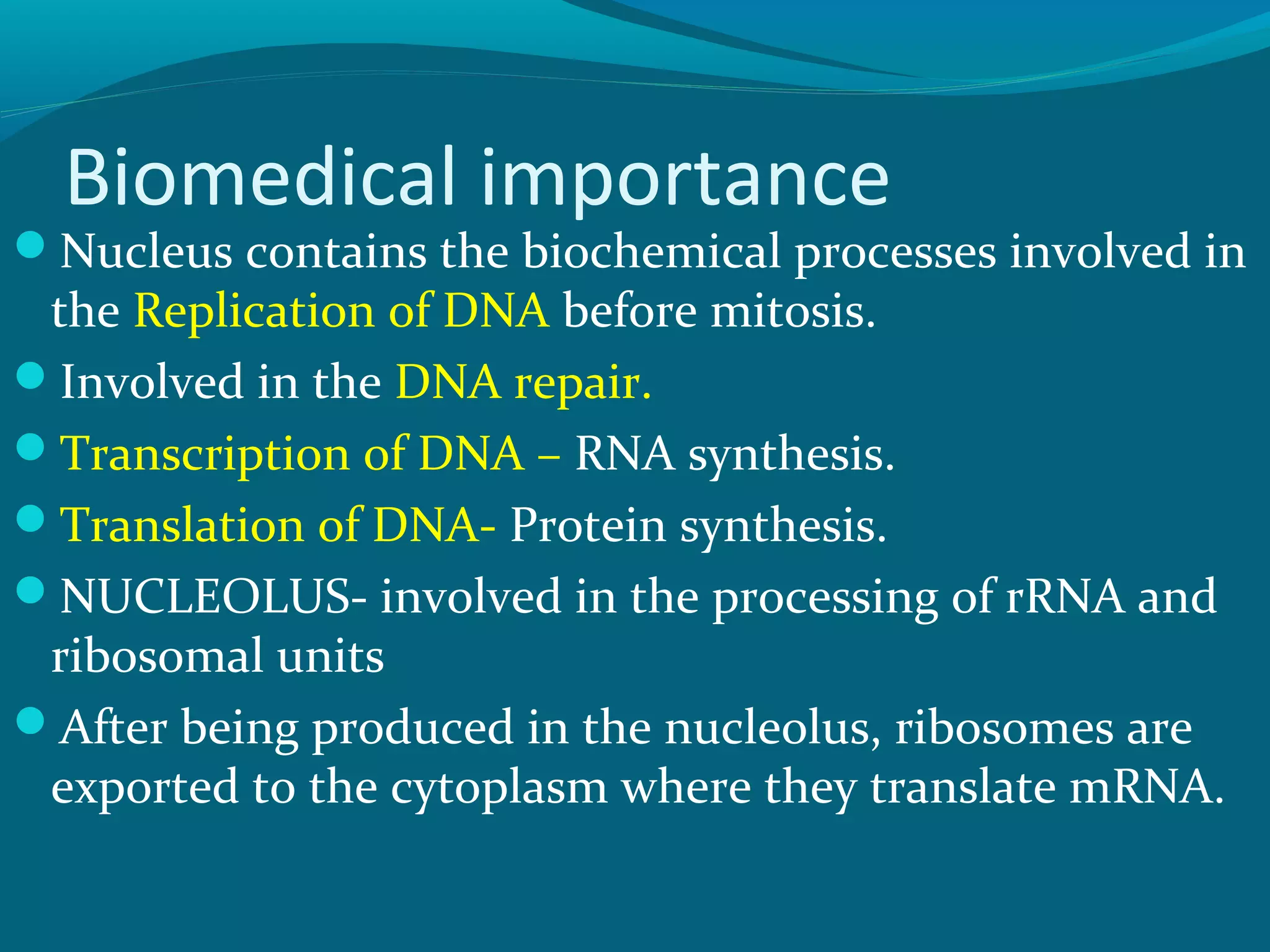 Biomedical importance
Nucleus contains the biochemical processes involved in
the Replication of DNA before mitosis.
Involved in the DNA repair.
Transcription of DNA – RNA synthesis.
Translation of DNA- Protein synthesis.
NUCLEOLUS- involved in the processing of rRNA and
ribosomal units
After being produced in the nucleolus, ribosomes are
exported to the cytoplasm where they translate mRNA.
 