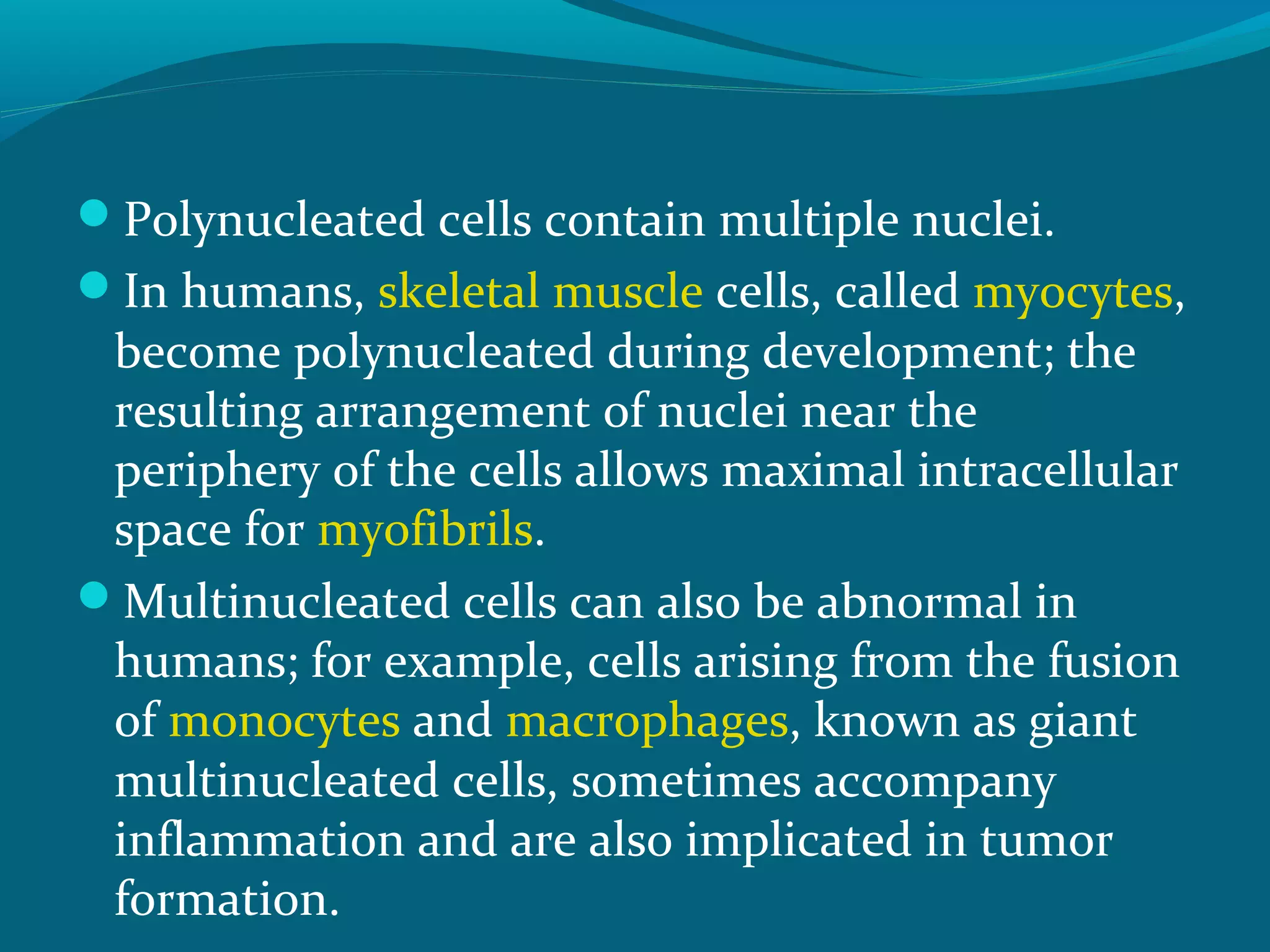 Polynucleated cells contain multiple nuclei.
In humans, skeletal muscle cells, called myocytes,
become polynucleated during development; the
resulting arrangement of nuclei near the
periphery of the cells allows maximal intracellular
space for myofibrils.
Multinucleated cells can also be abnormal in
humans; for example, cells arising from the fusion
of monocytes and macrophages, known as giant
multinucleated cells, sometimes accompany
inflammation and are also implicated in tumor
formation.
 
