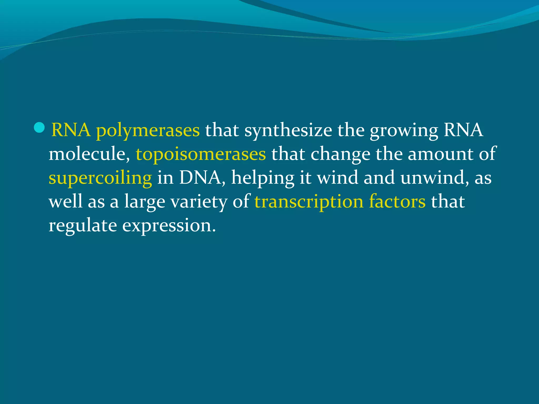 RNA polymerases that synthesize the growing RNA
molecule, topoisomerases that change the amount of
supercoiling in DNA, helping it wind and unwind, as
well as a large variety of transcription factors that
regulate expression.
 